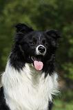 BORDER COLLIE 926
